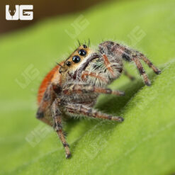 Brilliant Jumping Spider (.75″) - Image 2