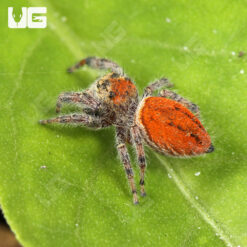 Brilliant Jumping Spider (.75″)