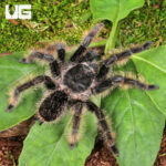 Curly Hair Tarantula (3 - 4'')