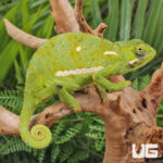 Flap-Necked Chameleon