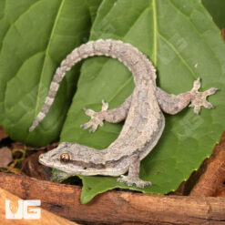 Flat Tailed House Gecko