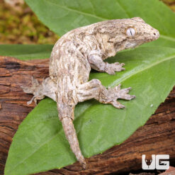 Baby Gran Terre x Nu Ami Leachianus Gecko