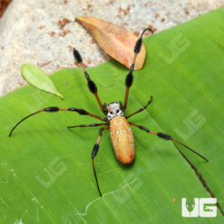 Golden Silk Orb Weaver Spider (1 - 2'')