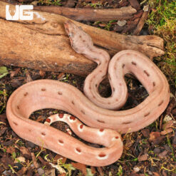 Baby Hypo Aby Scoria Boa