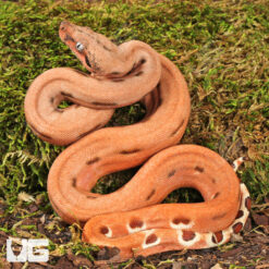 Baby Hypo Salmon Aby Scoria Boa