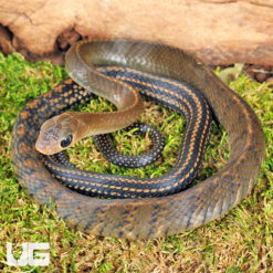 Juvenile Greater Keeled Ratsnake