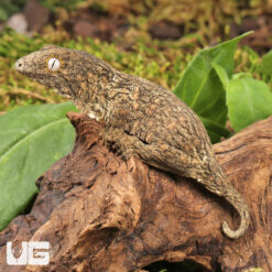 Melanistic x GTX x Nu Ana (66% Het Mel) Leachianus Gecko