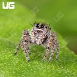 Purple Marble Jumping Spider (.25 - .75″)