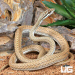 Schokari Sand Racer Snake