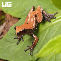 Smooth Skinned Warty Frog