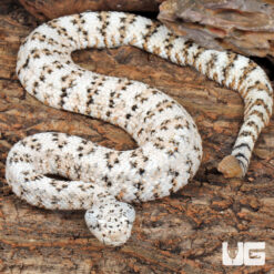 White Speckled Rattlesnake