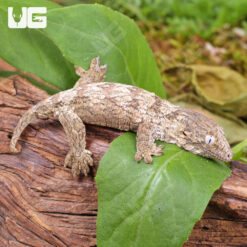 Baby Yate Leachianus Gecko