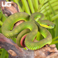 White Lipped Tree Viper