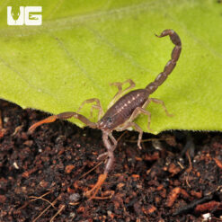 Baby Florida Bark Scorpion