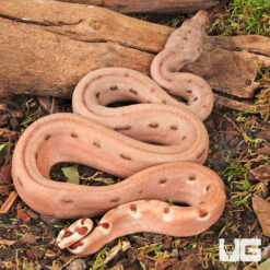 Baby Hypo Aby Het Scoria Boa