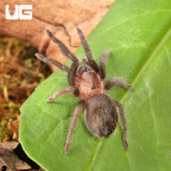 Mexican Black Velvet Tarantula (2 - 2.5")