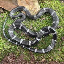 Blanford's Bridle Snake