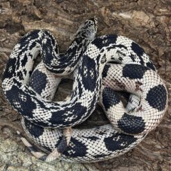 Female OC Northern Pine Snake