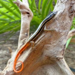 Yellow Striped Tree Skink