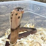 C.B Baby Javan Spitting Cobra
