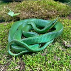 Rhino Ratsnake