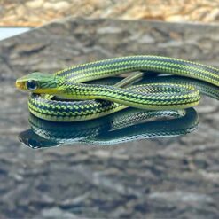 Baby Big Eyed Ratsnake
