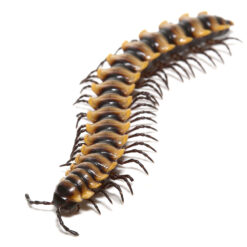 Yellow Dragon Millipede