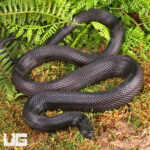 C.B. Male Black Pine Snake