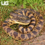 Male LA Pine Snake
