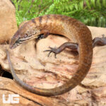 Mastiff Giant Skink (Imperfect)