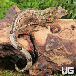 Adult Pine Island Chahoua Gecko