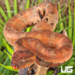 Ashy Pit Viper