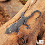 C.B. Baby Blueberry Tokay Gecko #1