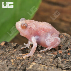 Baby Albino Chubby Frog