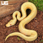 Baby Albino Spider Enchi Ball Python