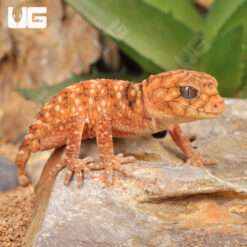 Baby Amyae Knobtail Gecko