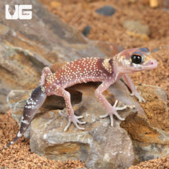 Baby Australian Barking Gecko