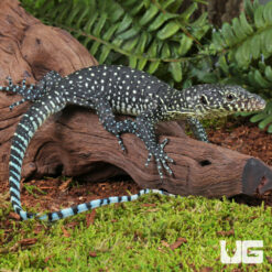 Baby Blue Tail Monitor