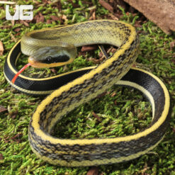 C.B. Baby Cave Dwelling Ratsnake