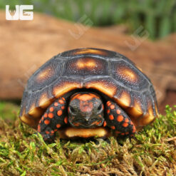 Baby Cherry Head Redfoot Tortoise