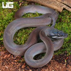 Baby Southern White Lipped Python