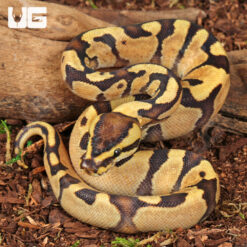 Baby Super Enchi Mojave Fire Ball Python
