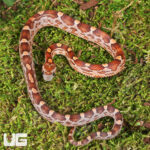 Baby Blood Red Cornsnake