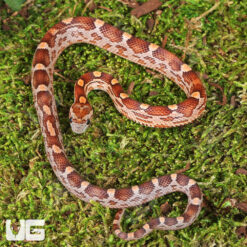 Baby Blood Red Cornsnake