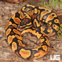 Baby Female Orange Dream Lace Het Pied Ball Python