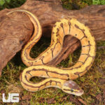 Baby Female Lace Lemonblast OD Het Pied Ball Python #2