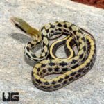 Baby Vietnamese Beauty Ratsnake