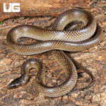 Batjan Frog-Eating Snake