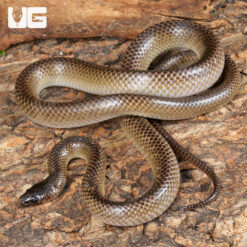 Batjan Frog-Eating Snake