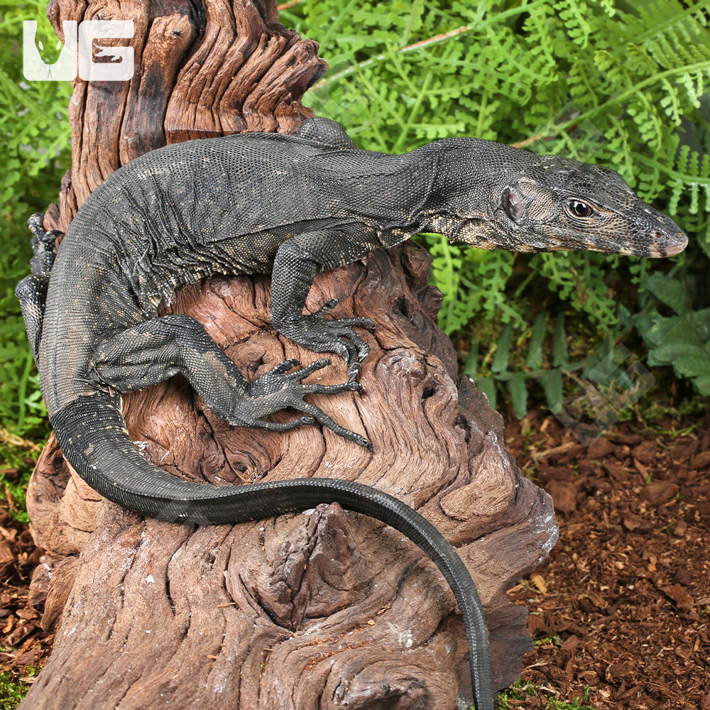 Baby Bintang Water Monitor UGR Wholesale